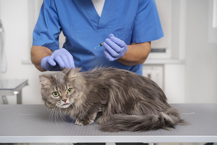 Servicios Veterinarios