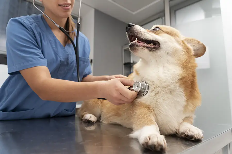 Atención veterinaria de emergencia Atención veterinaria de emergencia